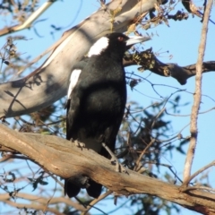 Gymnorhina tibicen (Australian Magpie) at Paddys River, ACT - 16 Dec 2014 by michaelb