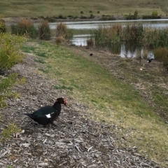 Cairina moschata (Muscovy Duck (Domestic Type)) at Undefined - 4 Sep 2018 by Firetail