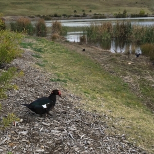 Cairina moschata at undefined - 4 Sep 2018 12:12 PM