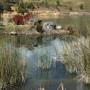 Fulica atra at Conjola National Park - 4 Sep 2018