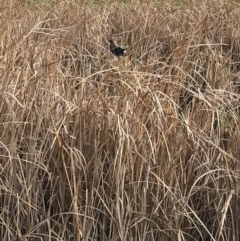 Porphyrio melanotus (Australasian Swamphen) at Undefined - 3 Sep 2018 by Firetail