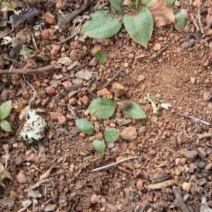 Hymenochilus sp. at Majura, ACT - suppressed