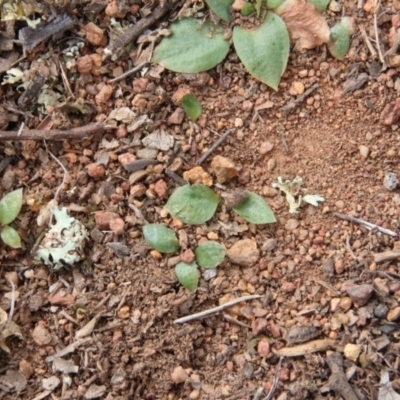 Hymenochilus sp. (A Greenhood Orchid) at Majura, ACT - 4 Sep 2018 by petersan