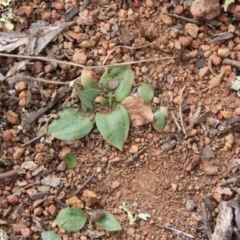 Hymenochilus sp. at Majura, ACT - suppressed