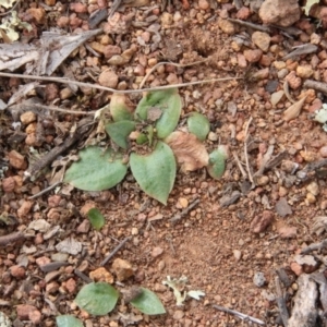 Hymenochilus sp. at Majura, ACT - suppressed