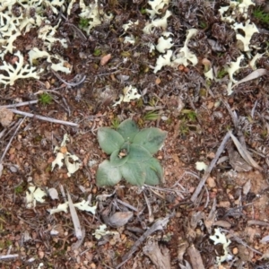 Hymenochilus sp. at Majura, ACT - suppressed