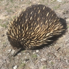 Tachyglossus aculeatus at Gungahlin, ACT - 4 Sep 2018