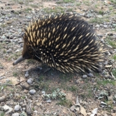 Tachyglossus aculeatus (Short-beaked Echidna) at Forde, ACT - 4 Sep 2018 by Mothy