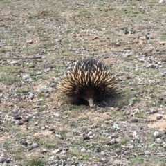 Tachyglossus aculeatus at Forde, ACT - 4 Sep 2018 01:23 PM