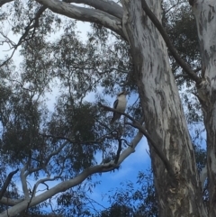 Dacelo novaeguineae (Laughing Kookaburra) at Mulligans Flat - 4 Sep 2018 by Mothy