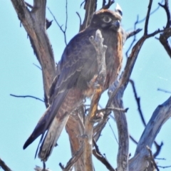 Falco berigora (Brown Falcon) at Stromlo, ACT - 29 Aug 2018 by JohnBundock