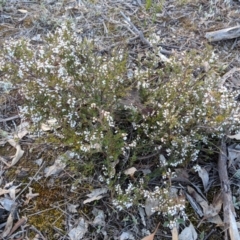 Cryptandra amara (Bitter Cryptandra) at Deakin, ACT - 4 Sep 2018 by JackyF