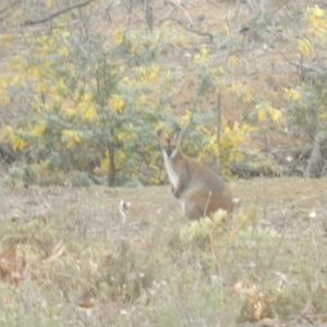 Notamacropus rufogriseus at Majura, ACT - 4 Sep 2018