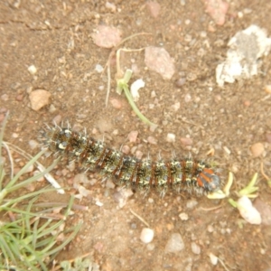 Apina callisto at Gungahlin, ACT - 3 Sep 2018 10:16 AM