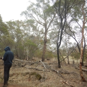 Eucalyptus aggregata at Watson, ACT - 4 Sep 2018 11:13 AM