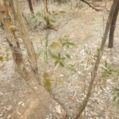 Eucalyptus aggregata at Watson, ACT - 4 Sep 2018 11:13 AM