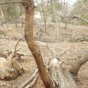 Eucalyptus aggregata at Watson, ACT - 4 Sep 2018 11:13 AM