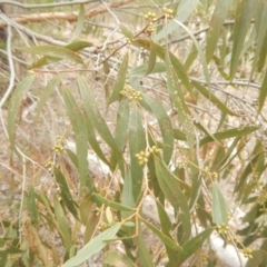 Eucalyptus aggregata at Watson, ACT - 4 Sep 2018 11:13 AM