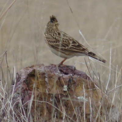 Alauda arvensis (Eurasian Skylark) at Reservoir Hill, Lawson - 4 Sep 2018 by RobParnell