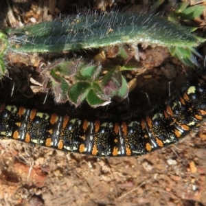 Apina callisto at Red Hill, ACT - 2 Sep 2018 09:10 AM