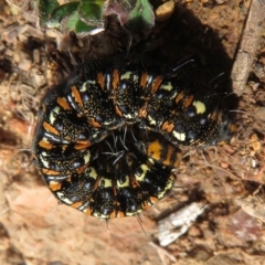 Apina callisto at Red Hill, ACT - 2 Sep 2018 09:10 AM