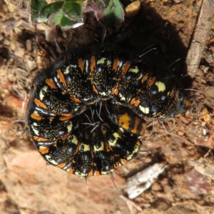 Apina callisto at Red Hill, ACT - 2 Sep 2018 09:10 AM