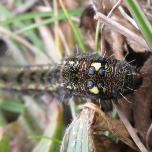 Apina callisto at Lawson, ACT - 4 Sep 2018