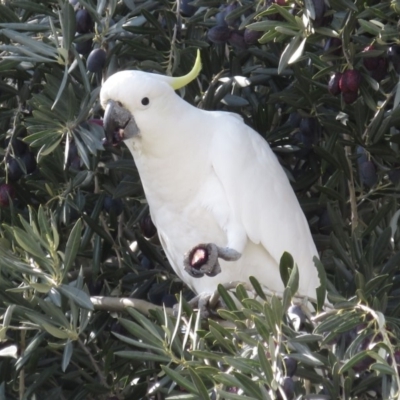 Cacatua galerita (Sulphur-crested Cockatoo) at Fyshwick, ACT - 3 Sep 2018 by RobParnell