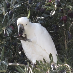 Cacatua galerita at Fyshwick, ACT - 3 Sep 2018