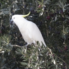 Cacatua galerita at Fyshwick, ACT - 3 Sep 2018