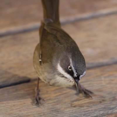 Sericornis frontalis (White-browed Scrubwren) at Michelago, NSW - 24 Jun 2018 by Illilanga