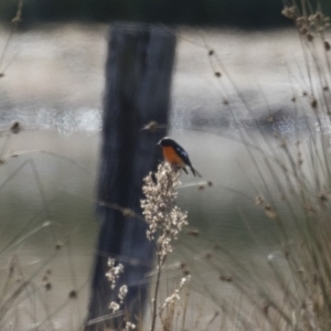 Petroica phoenicea at Michelago, NSW - 1 Jul 2018 11:46 AM