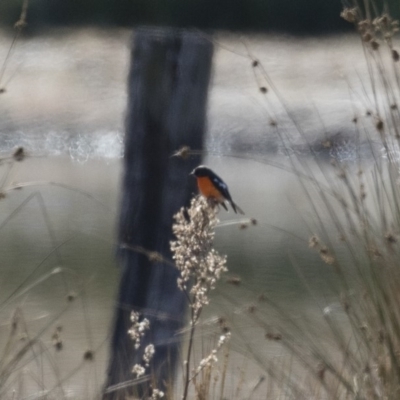 Petroica phoenicea (Flame Robin) at Illilanga & Baroona - 1 Jul 2018 by Illilanga