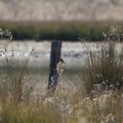 Petroica phoenicea at Michelago, NSW - 1 Jul 2018 11:46 AM