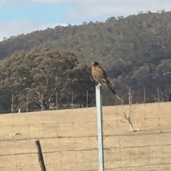 Falco berigora (Brown Falcon) at Corrowong, NSW - 4 Sep 2018 by BlackFlat