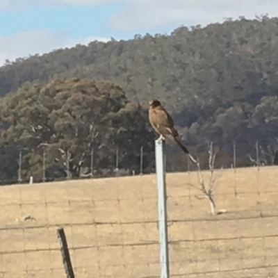 Falco berigora (Brown Falcon) at Corrowong, NSW - 4 Sep 2018 by BlackFlat