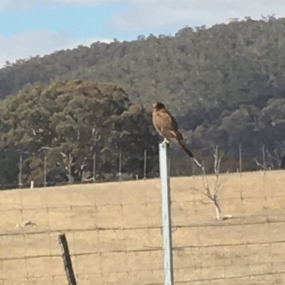 Falco berigora (Brown Falcon) at Black Flat at Corrowong - 4 Sep 2018 by BlackFlat