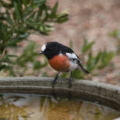 Petroica boodang (Scarlet Robin) at Michelago, NSW - 4 Feb 2017 by Illilanga