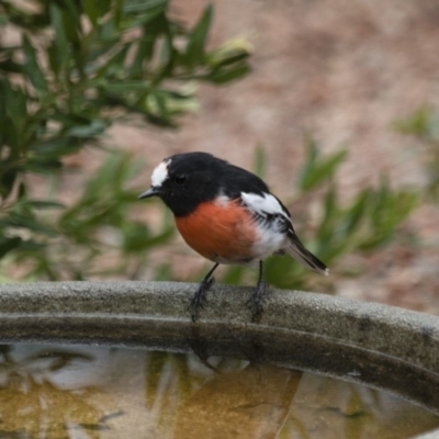 Petroica boodang (Scarlet Robin) at Michelago, NSW - 4 Feb 2017 by Illilanga