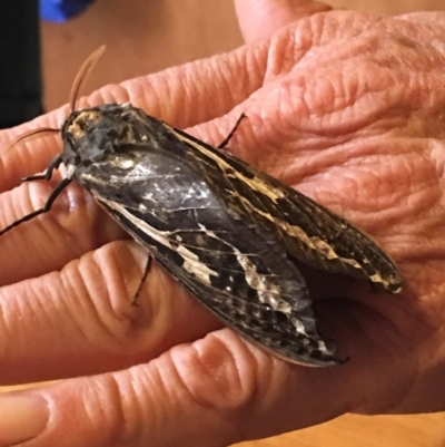 Abantiades atripalpis (Bardee grub/moth, Rain Moth) at Corrowong, NSW - 12 May 2018 by BlackFlat