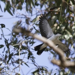 Lalage tricolor at Michelago, NSW - 3 Nov 2009