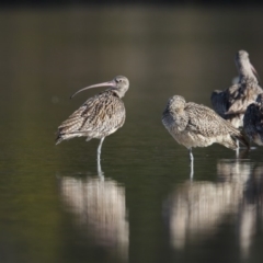 Numenius madagascariensis (Eastern Curlew) at Lake Curalo - 4 Sep 2018 by Leo