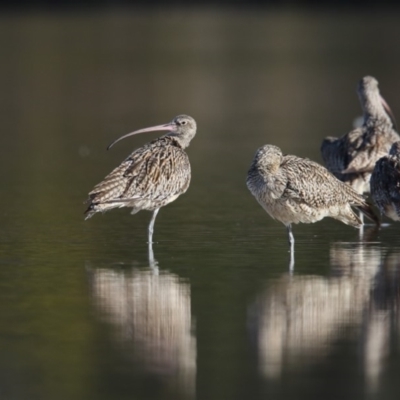 Numenius madagascariensis (Eastern Curlew) at Eden, NSW - 3 Sep 2018 by Leo