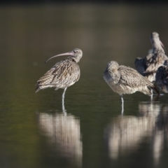 Numenius madagascariensis (Eastern Curlew) at Lake Curalo - 3 Sep 2018 by Leo