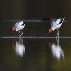 Recurvirostra novaehollandiae (Red-necked Avocet) at Lake Curalo - 4 Sep 2018 by Leo