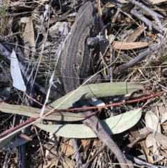 Amphibolurus muricatus (Jacky Lizard) at Illilanga & Baroona - 2 Sep 2018 by Illilanga