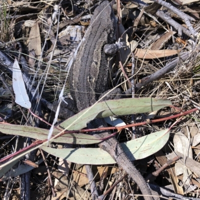 Amphibolurus muricatus (Jacky Lizard) at Michelago, NSW - 2 Sep 2018 by Illilanga