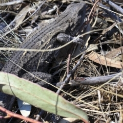 Amphibolurus muricatus at Illilanga & Baroona - 2 Sep 2018 12:49 PM