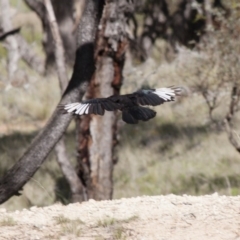 Corcorax melanorhamphos (White-winged Chough) at Illilanga & Baroona - 16 Dec 2011 by Illilanga