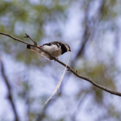 Stagonopleura guttata (Diamond Firetail) at Michelago, NSW - 12 Jan 2013 by Illilanga